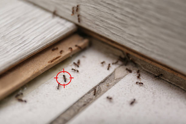 Best Rat Extermination Near Me  in Forest Lake, IL