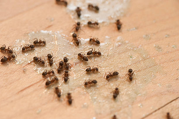 Best Best Pest Control Near Me  in Forest Lake, IL
