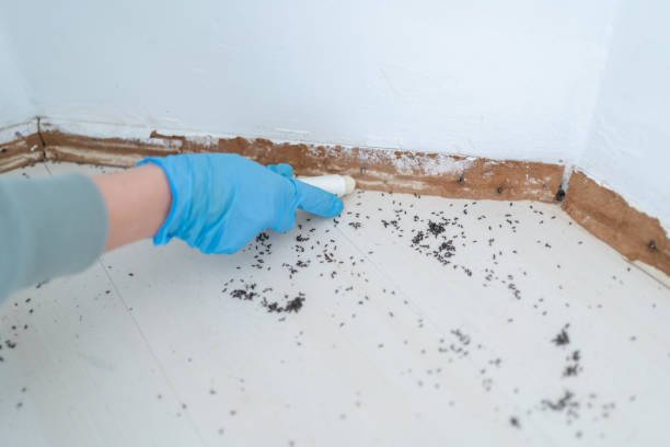 Best Wasp Removal Services  in Forest Lake, IL